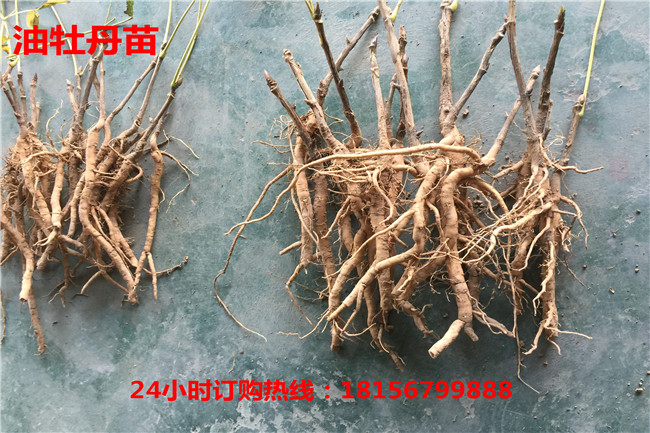 亳州油牡丹苗种植园	安徽油牡丹苗育苗场