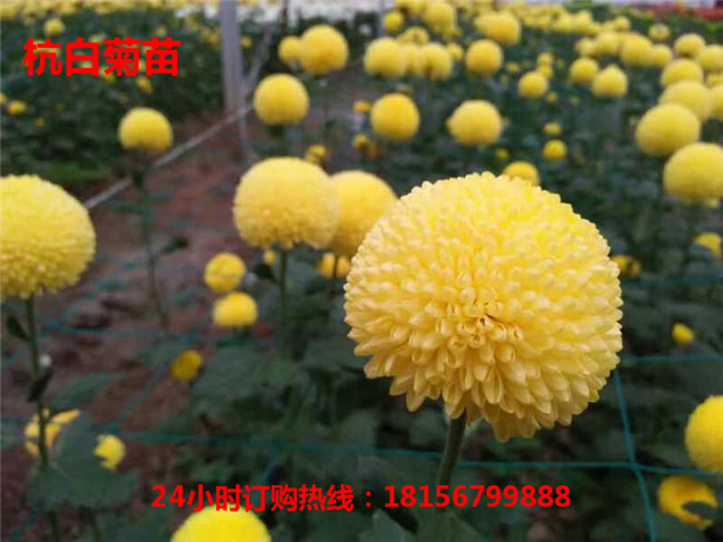 安徽杭白菊苗种植园	安徽杭白菊苗育苗场