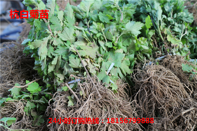 亳州杭白菊苗种植园	安徽杭白菊苗育苗场