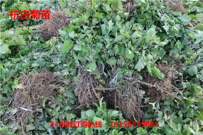 亳州杭白菊苗育苗场	亳州杭白菊苗种植园