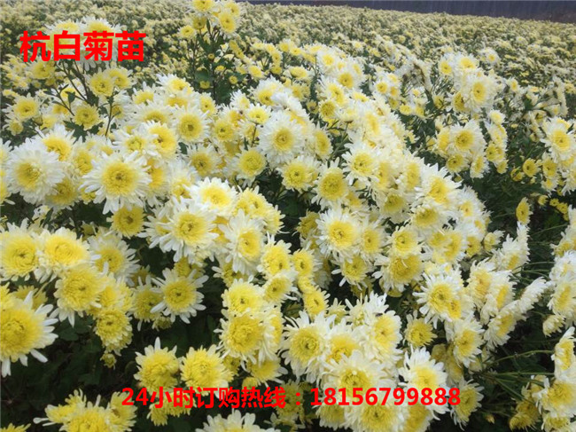 亳州杭白菊苗种植园	亳州杭白菊苗育苗场