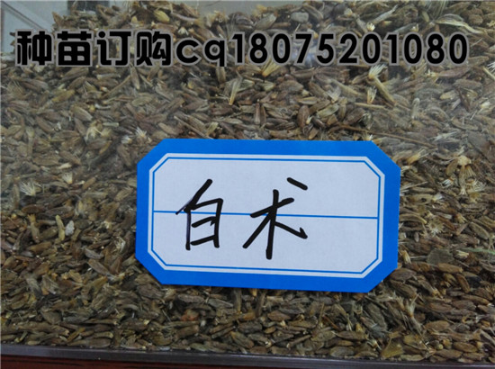 安徽地产白术种子  亳州白术市场行情