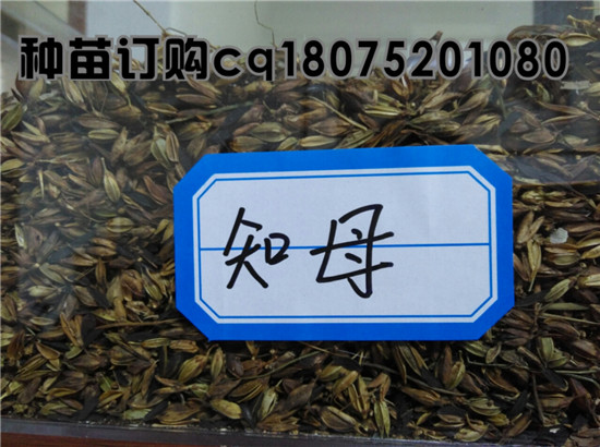 知母种子  知母苗一亩地多少公斤