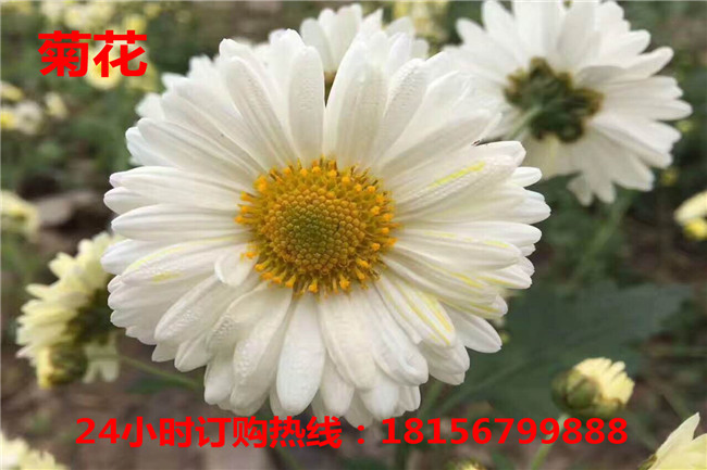 亳州杭白菊种植园	亳州杭白菊育苗场