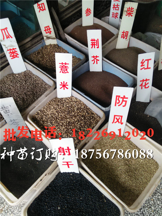 防风种子怎么种植高产  亳州防风种子供应商