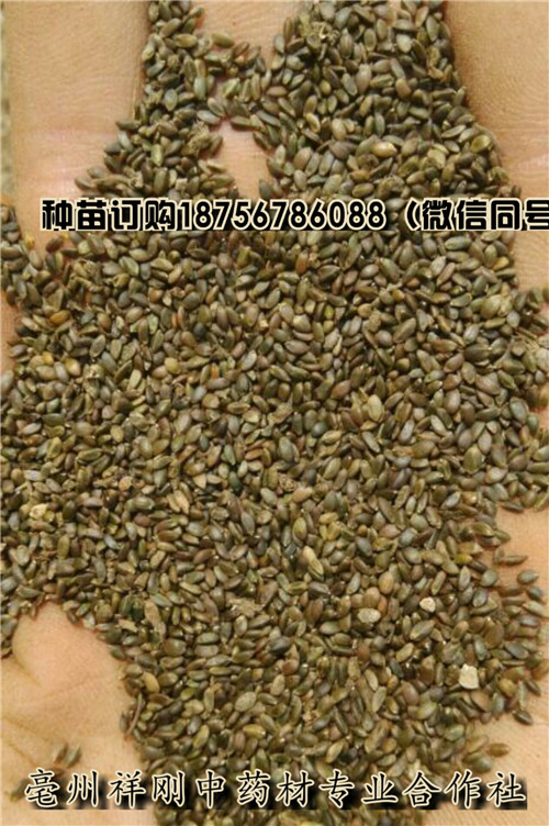 丹参什么时候种植