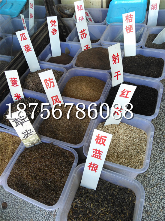 种植板蓝根亩效益多少公斤   今年种植板蓝根前景好不好