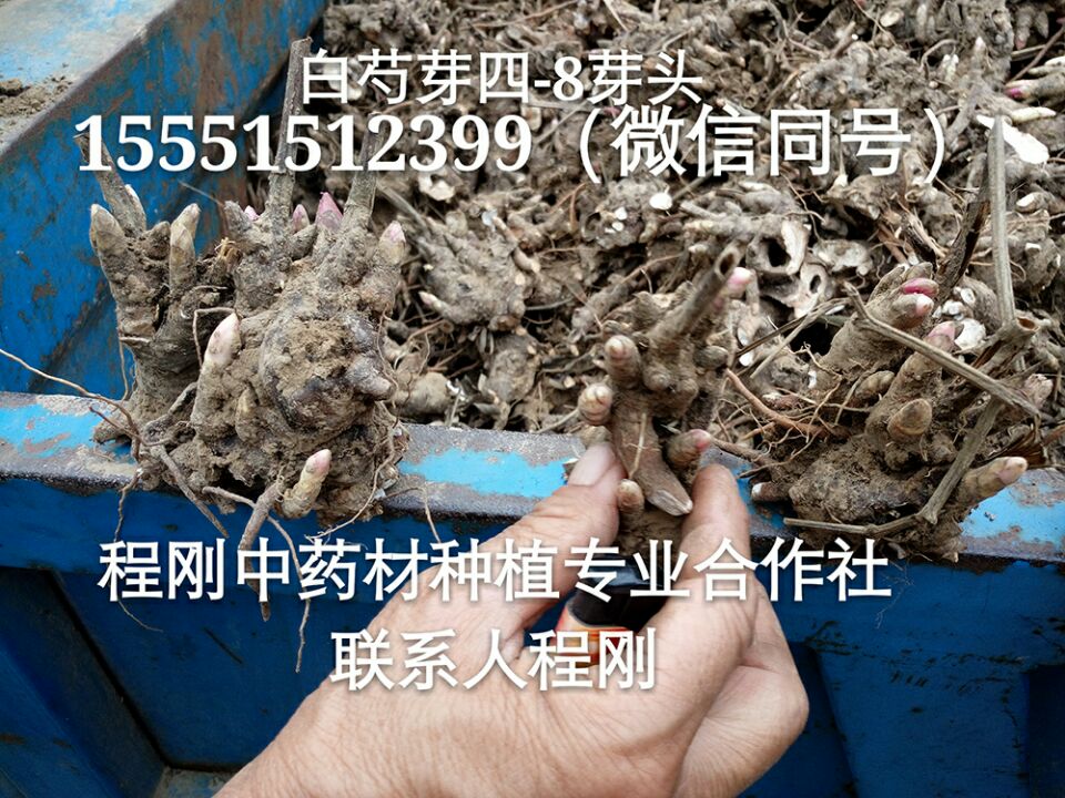 亳州白芍芽子批发白芍芽价格白芍苗种植白芍种苗基地直销