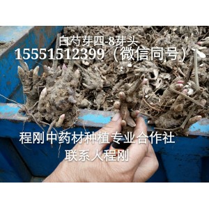 亳州白芍芽子批发白芍芽价格白芍苗种植白芍种苗基地直销