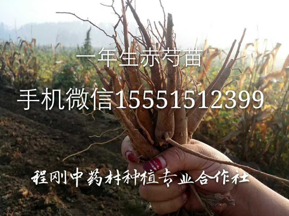 亳州芍药种子价格芍药籽批发芍药芽子种植芍药苗基地