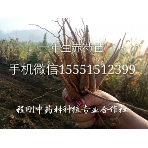 亳州芍药种子价格芍药籽批发芍药芽子种植芍药苗基地