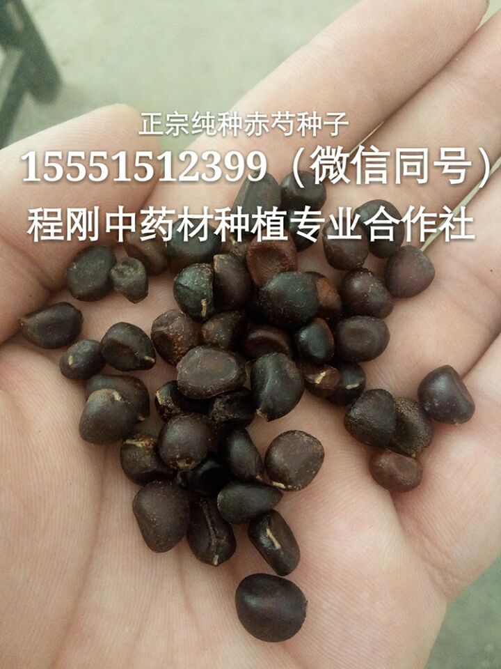 亳州赤芍种子赤芍籽赤芍芽赤芍苗赤芍秧苗种植批发基地