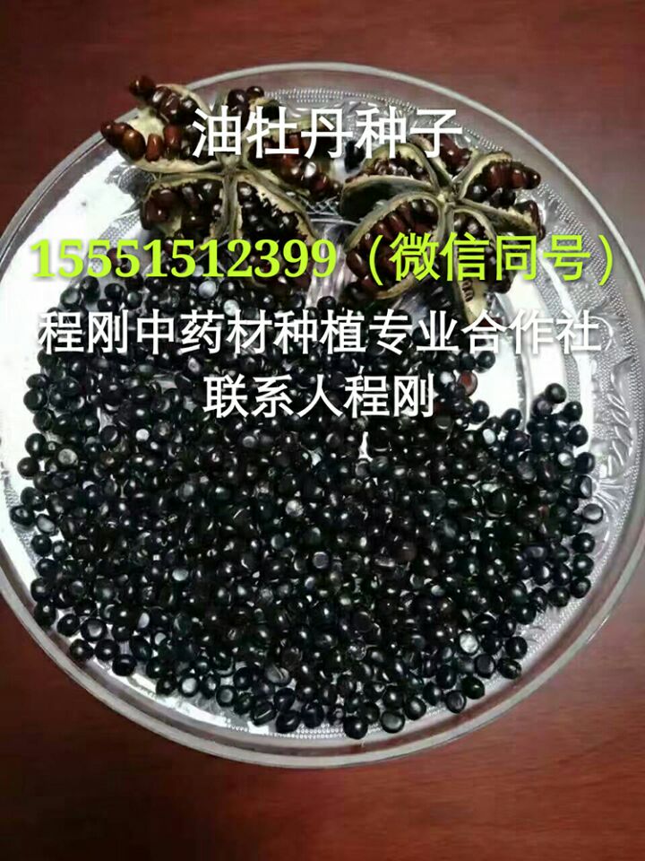 亳州油用牡丹种子价格牡丹种子批发油用牡丹籽种植基地