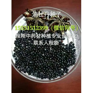 亳州油用牡丹种子价格牡丹种子批发油用牡丹籽种植基地