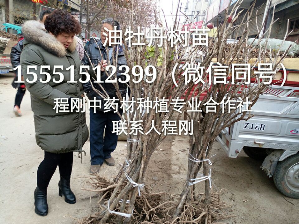 亳州油用牡丹苗批发牡丹苗价格牡丹种苗种植基地直销