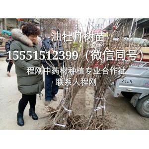 亳州油用牡丹苗批发牡丹苗价格牡丹种苗种植基地直销