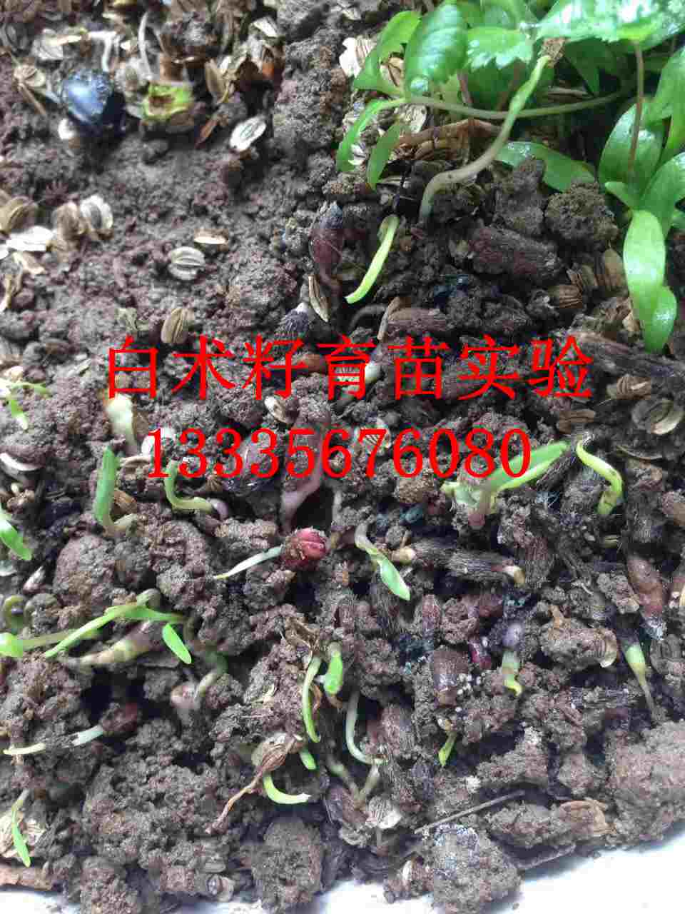 改良白术种子图片