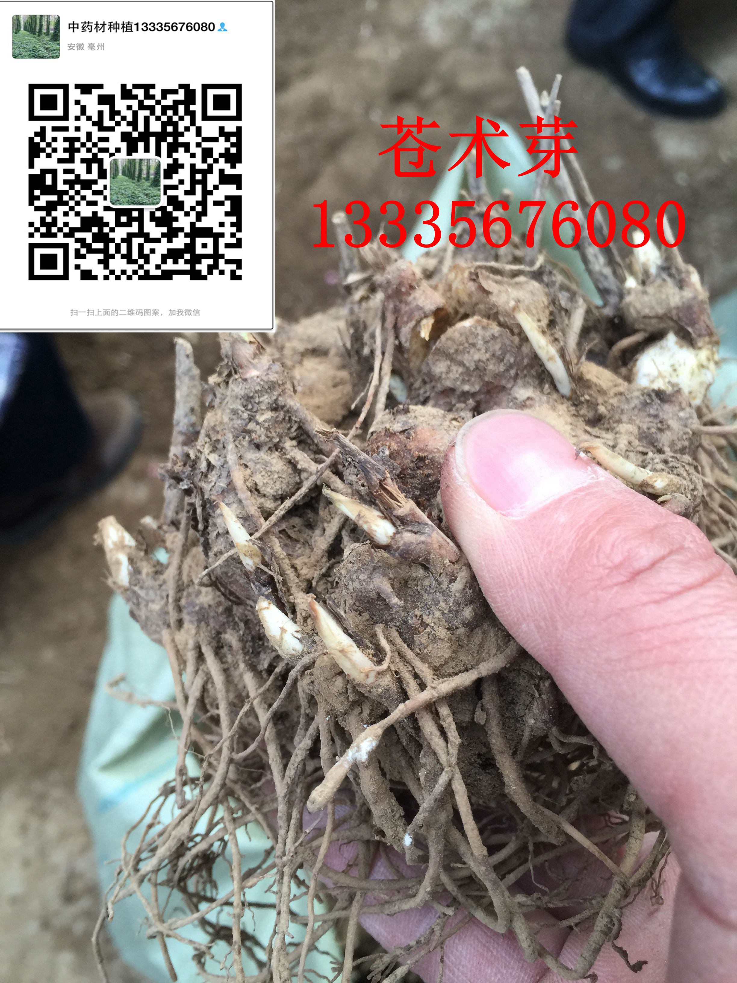 苍术种子 苍术苗价格 北苍术苗图片