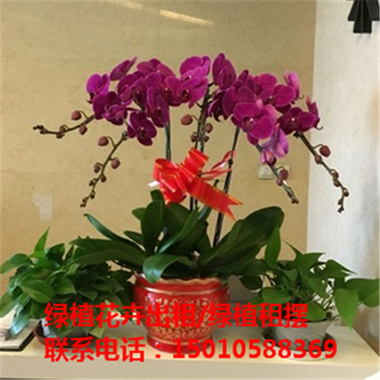 北京绿植花卉盆栽出租价格 北京绿植花卉盆栽园艺景观