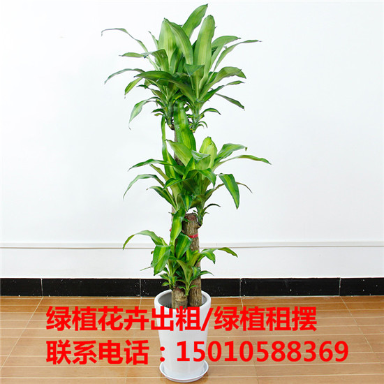 北京优质绿植花卉盆栽租赁公司 北京专业绿植花卉盆栽租赁公司
