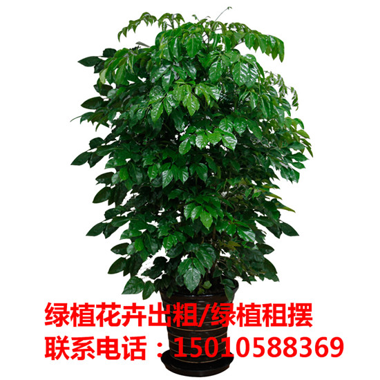 北京绿植花卉盆栽园艺景观 北京绿植花卉盆栽出租价格