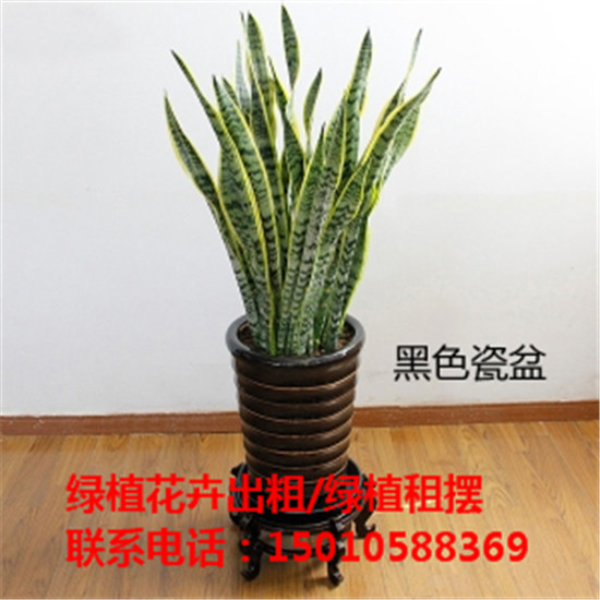北京花卉绿植盆景租赁价格 北京花卉绿植盆景摆租公司