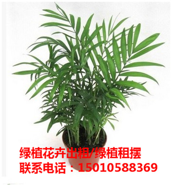 北京专业花卉绿植盆景租赁公司 北京优质花卉绿植盆景租赁公司