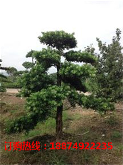 湖南造型罗汉松批发价格 湖南造型罗汉松供应基地
