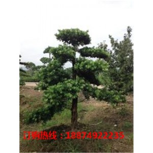 湖南造型罗汉松批发价格 湖南造型罗汉松供应基地