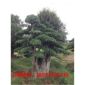 湖南椤木石楠造型树批发价格 湖南椤木石楠造型树供应基地