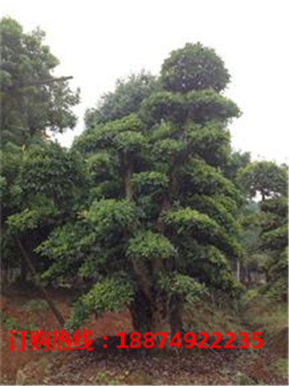 湖南椤木石楠造型树供应基地 湖南椤木石楠造型树批发价格