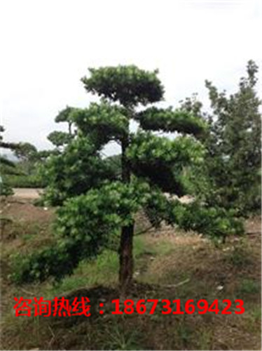 浏阳造型罗汉松批发价格 浏阳造型罗汉松供应基地