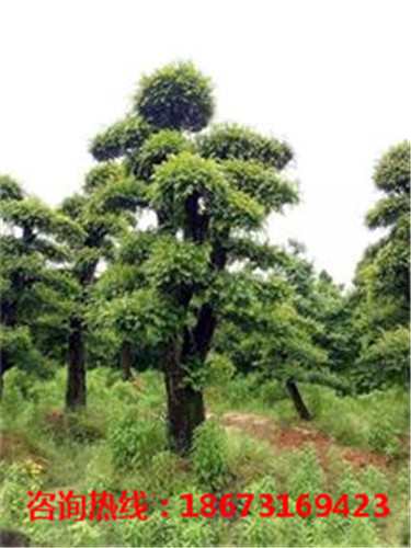 浏阳造型榆树庄批发价格 浏阳造型榆树庄供应基地