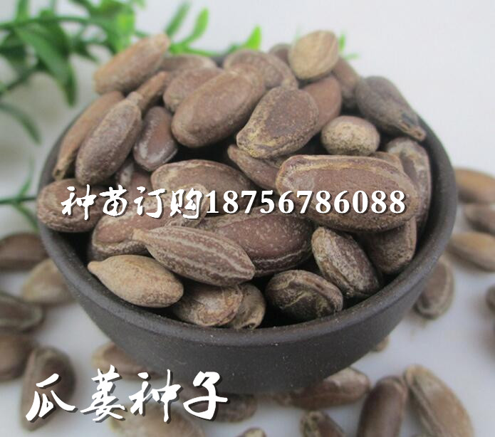瓜蒌种子供货商电话  18756786088