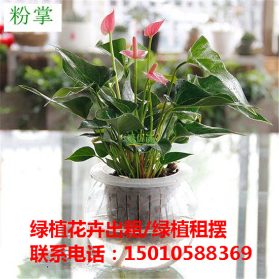 北京水培绿植花卉租赁供应商 北京水培绿植花卉租赁公司