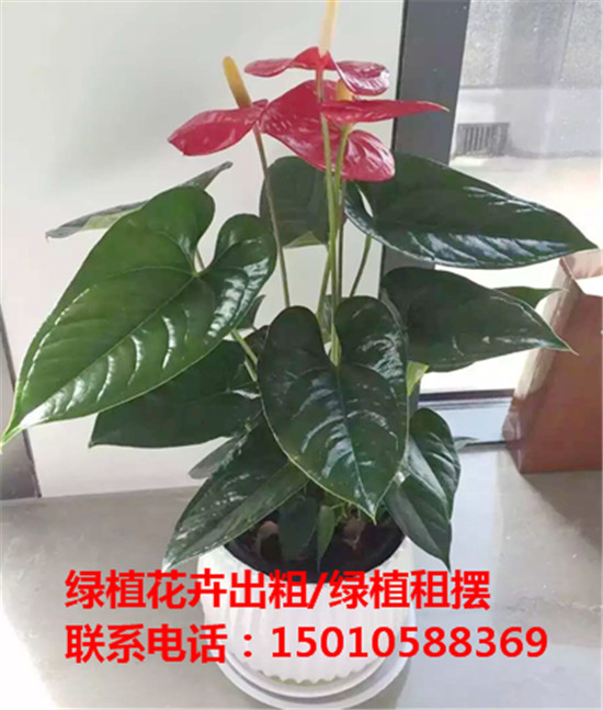 北京小型绿植花卉租摆公司 北京小型绿植花卉租摆供应商