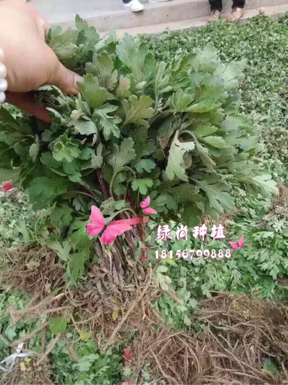 亳州杭白菊苗批发价格 安徽杭白菊苗种植园
