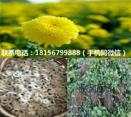 亳州杭白菊苗育苗场 安徽杭白菊苗批发价格