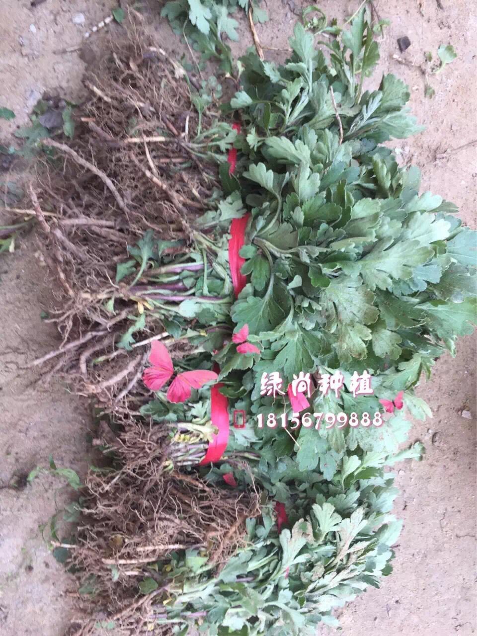 杭白菊苗一亩地苗子多少钱