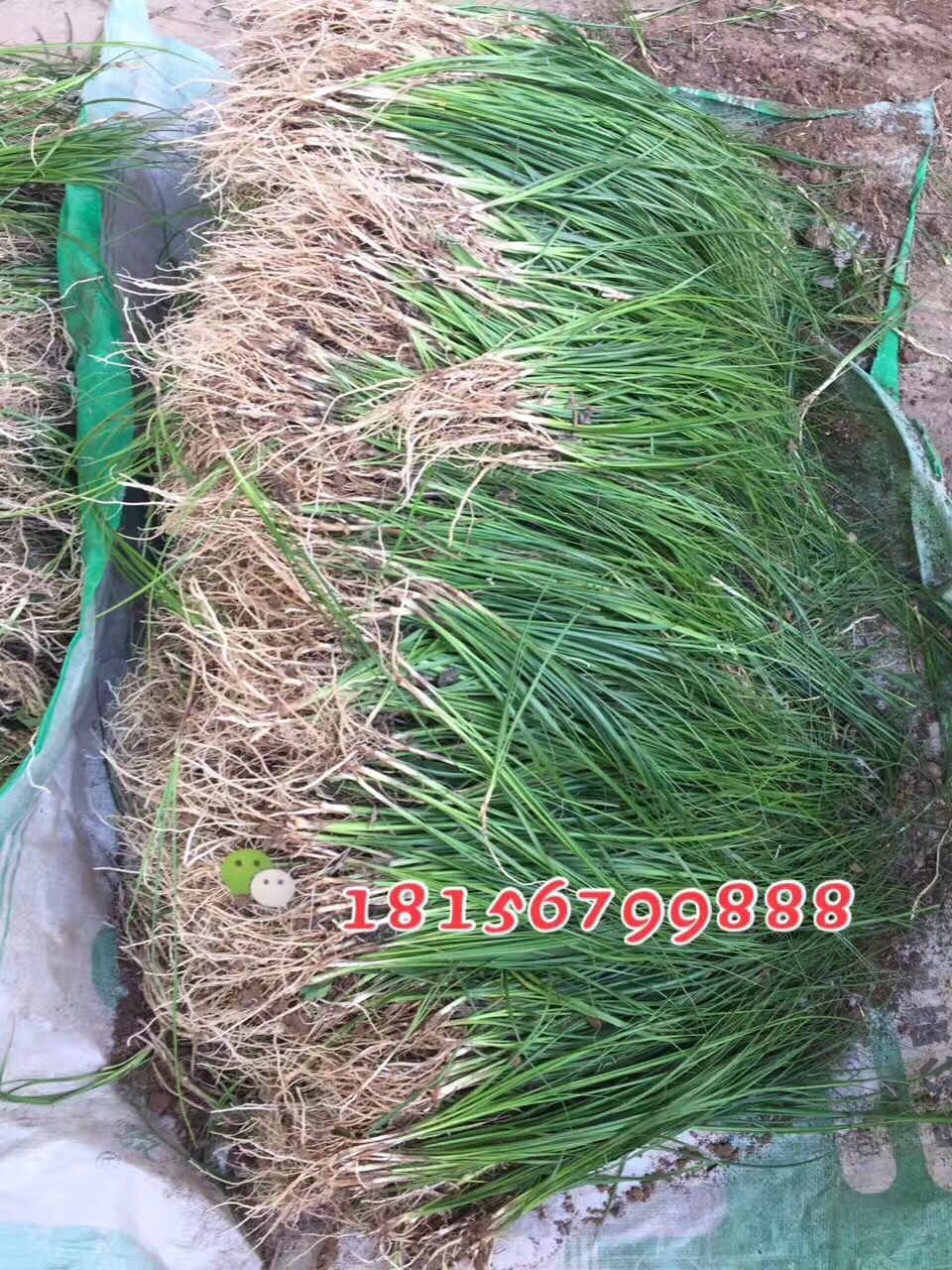 安徽种植知母苗植园 亳州知母种苗批发价格