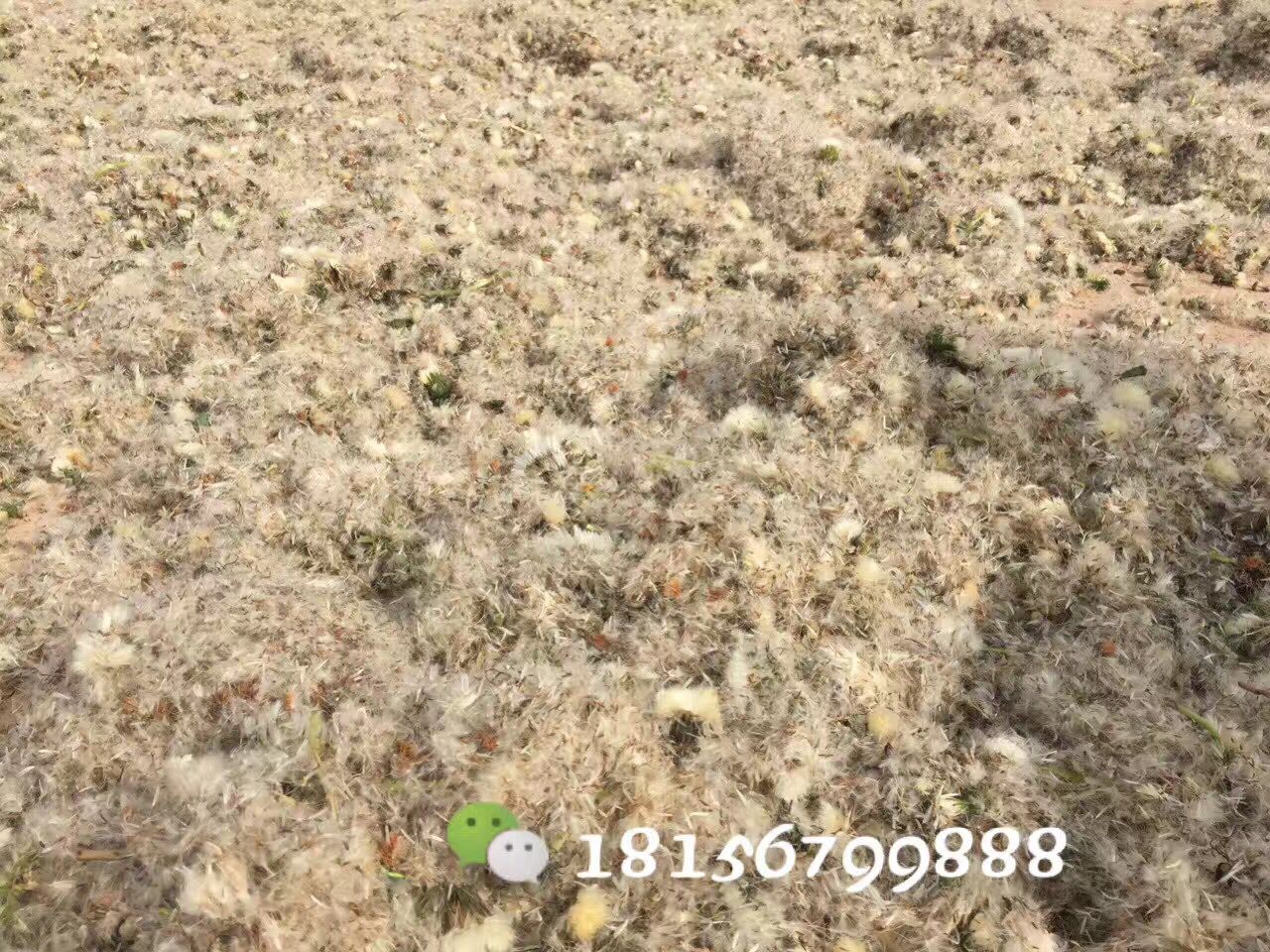 安徽蒲公英种子基地 蒲公英种子批发价格