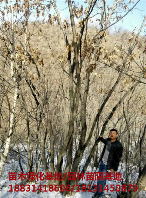 河北丛生蒙古栎培育基地 河北丛生蒙古栎苗木基地