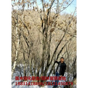 河北丛生蒙古栎培育基地 河北丛生蒙古栎苗木基地