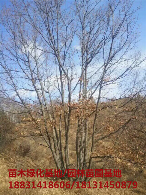 河北丛生蒙古栎苗木基地 河北丛生蒙古栎培育基地