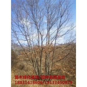 河北丛生蒙古栎苗木基地 河北丛生蒙古栎培育基地