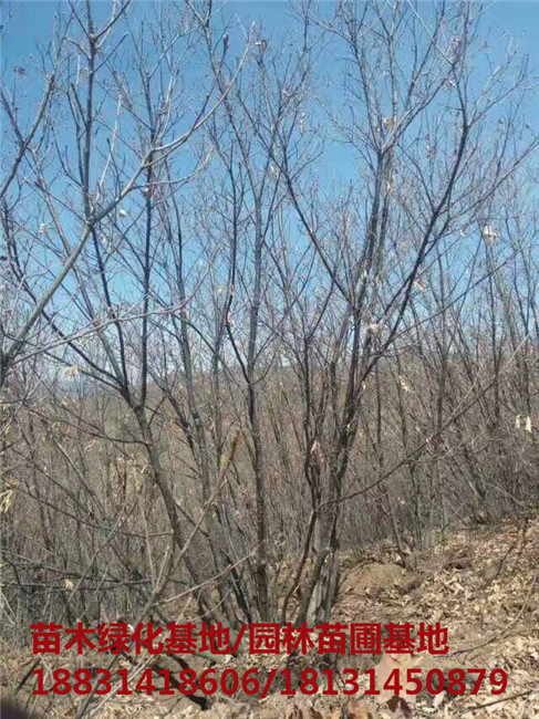 承德丛生蒙古栎培育基地 承德丛生蒙古栎苗木基地