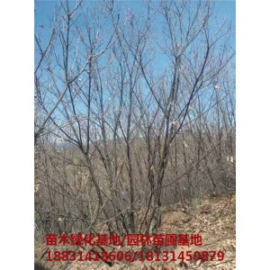 承德丛生蒙古栎培育基地 承德丛生蒙古栎苗木基地