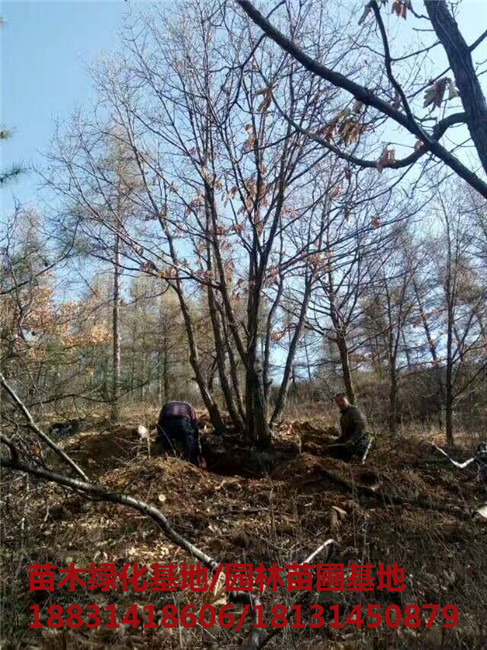 承德丛生蒙古栎苗木基地 承德丛生蒙古栎培育基地