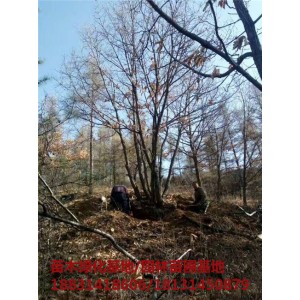 承德丛生蒙古栎苗木基地 承德丛生蒙古栎培育基地