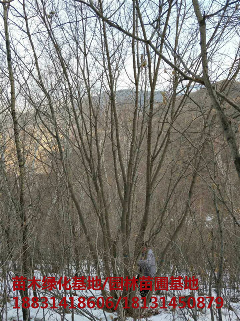 河北丛生五角枫培育基地 河北丛生五角枫苗木基地